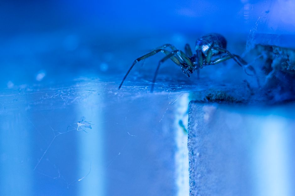 Close-up image of a small spider with a dark, shiny body and long, slender legs, positioned on the edge of a cardboard box within a moving environment. The box appears to be part of a packing process for a house relocation, with visible creases and textured surfaces, and is surrounded by a slightly blurry, blue-tinted background indicating interior lighting or protective wrapping. The scene suggests a detailed view during the packing and loading phase of a house move, where items are carefully packed into cardboard boxes, some of which are being handled or transported. The overall setting is inside a property or a vehicle, with the spider resting on or near the boxes, highlighting the importance of thorough inspection during packing by professionals such as those at Man and Van Dagenham, who specialize in removals and home relocation services.